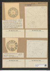 Asteromphalus challengeriensis Castrac. (de-Toni-Nr.: Genus 236, Species 5707) Zeichnungen Sammlung Grunow Nr. 9714 (NHMW-BOT-W0379657)